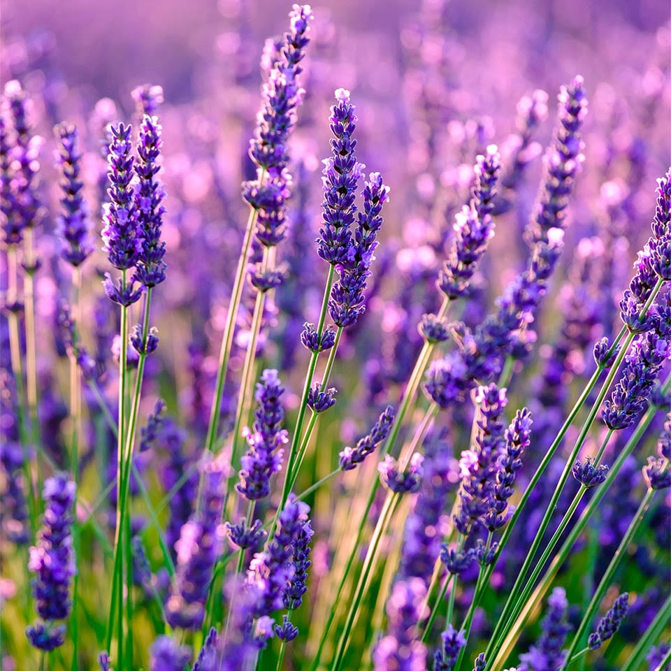 Lavendel Arten
