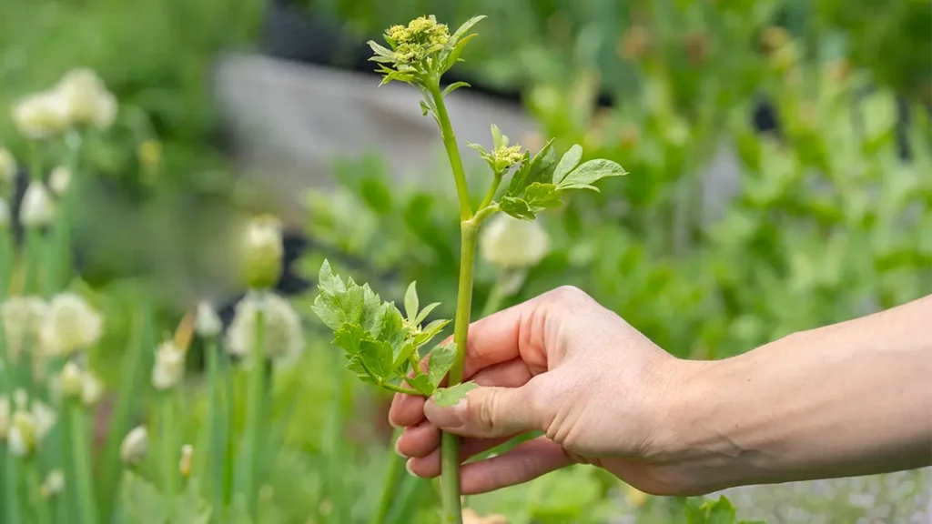 Liebstöckel mit Blüte im Mai
