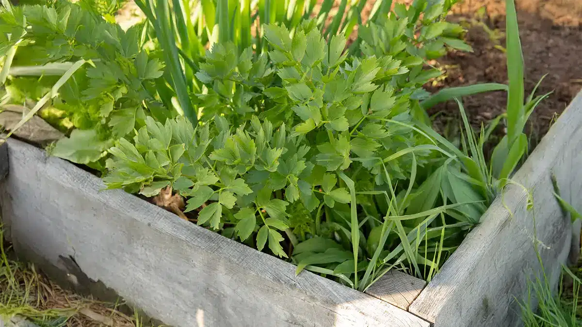 Liebstöckel, auch Maggikraut genannt, hat unterschätzte Heilkräfte