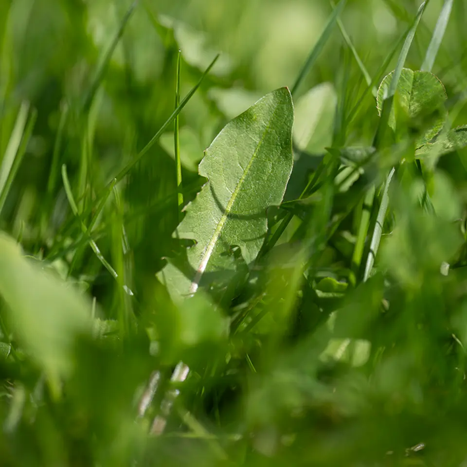 Löwenzahnblätter in der Wiese