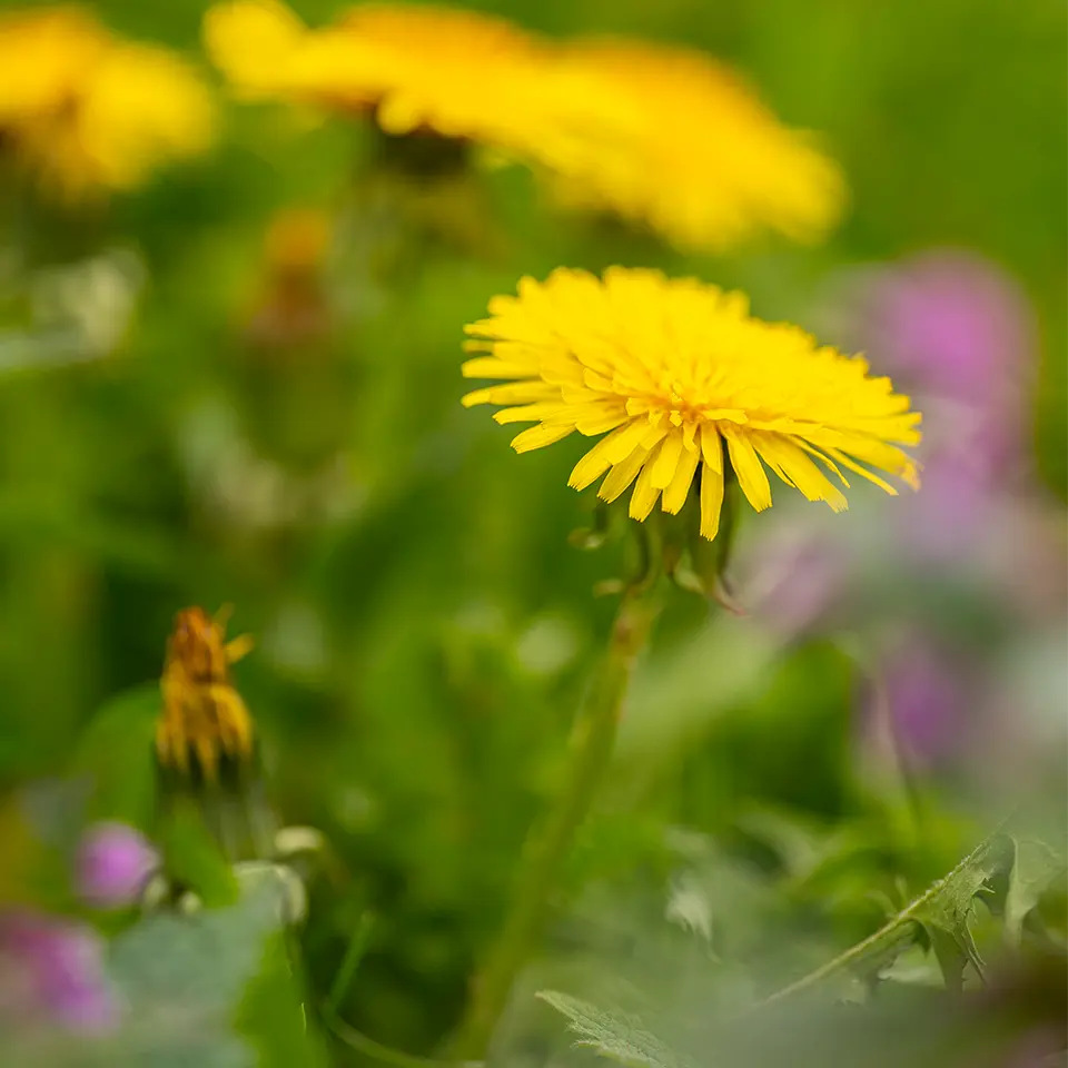 Löwenzahn im Garten