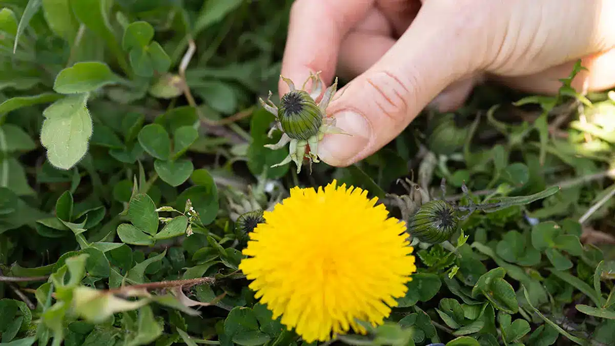 Löwenzahnknospen im April sammeln