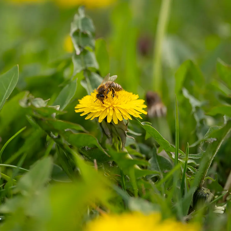 Löwenzahn im Frühjahr