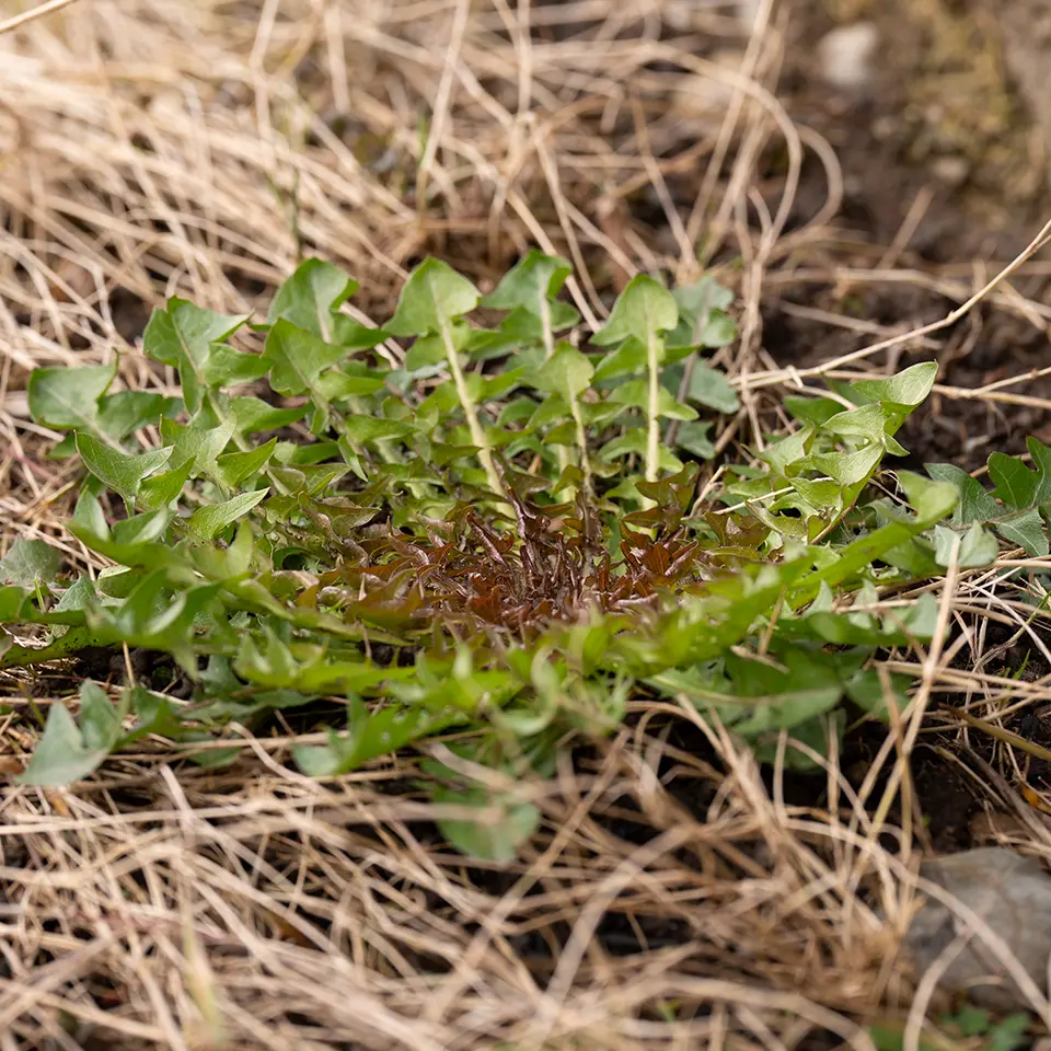 Rosette des Löwenzahns im Februar