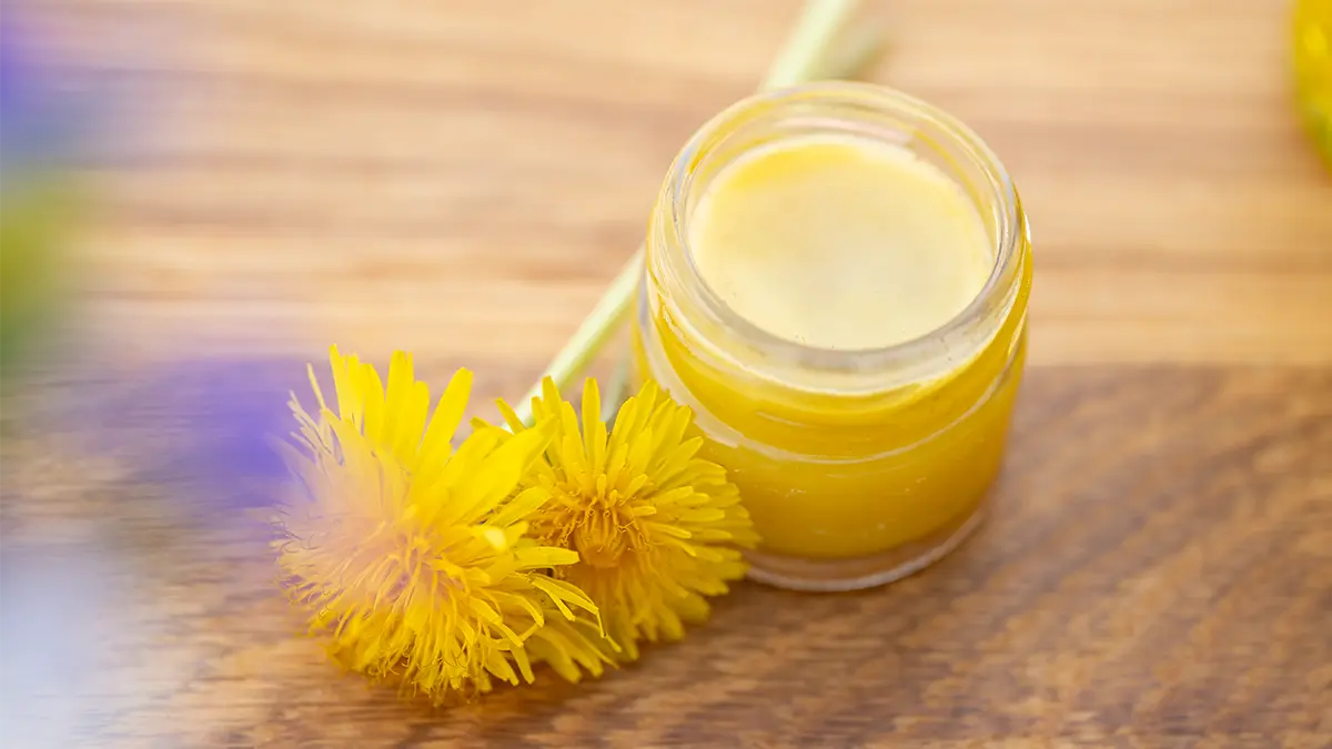 Löwenzahnblüten Salbe im Glas mit frischen gelben Blüten im April