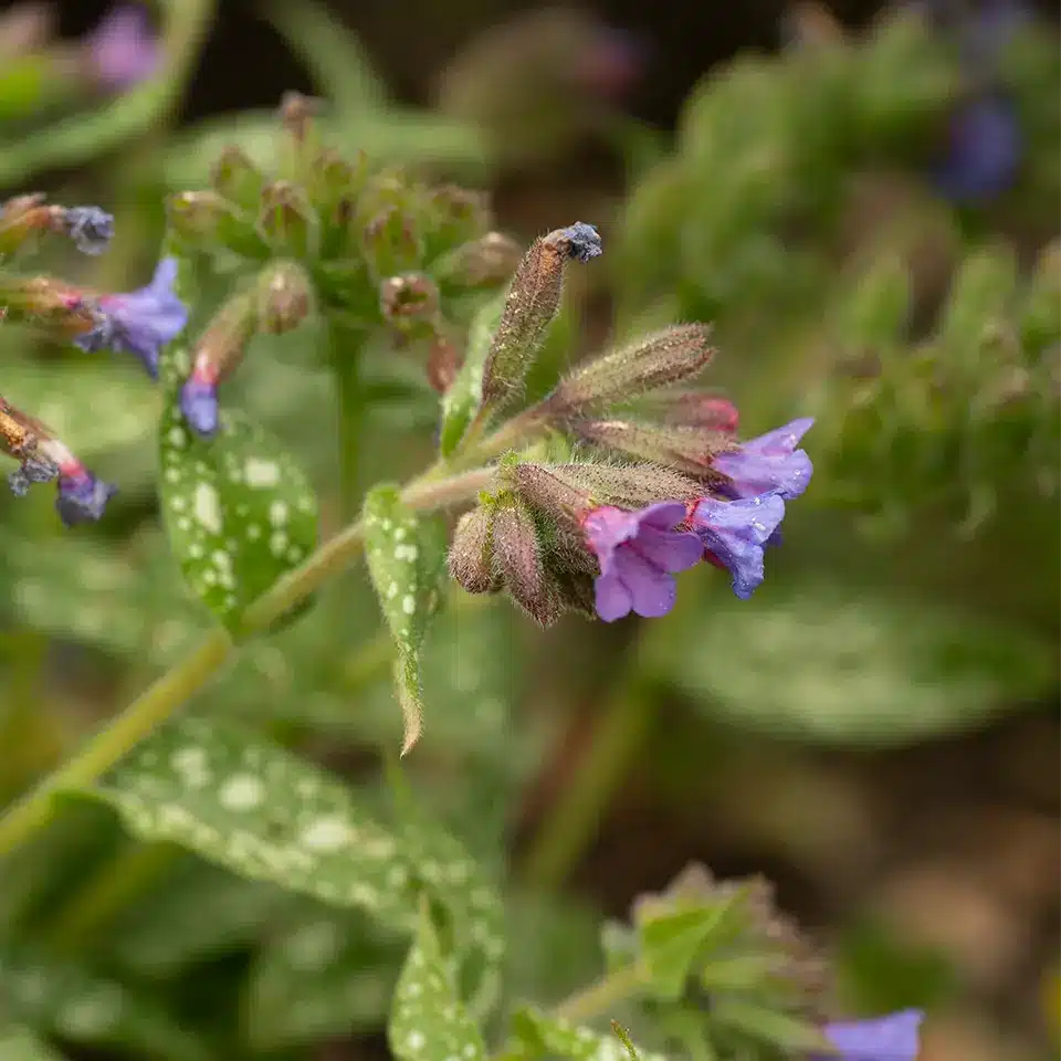 Lungenkraut ist ein Frühblüher