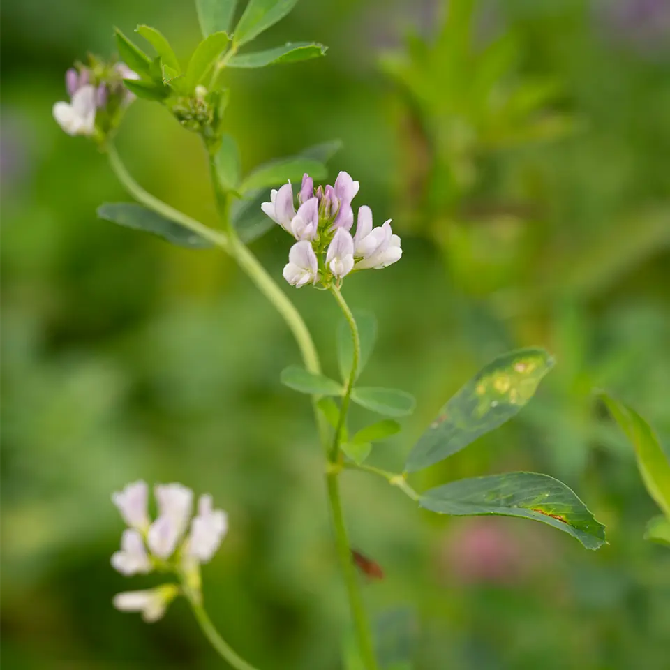 Alfalfa in der Blüte