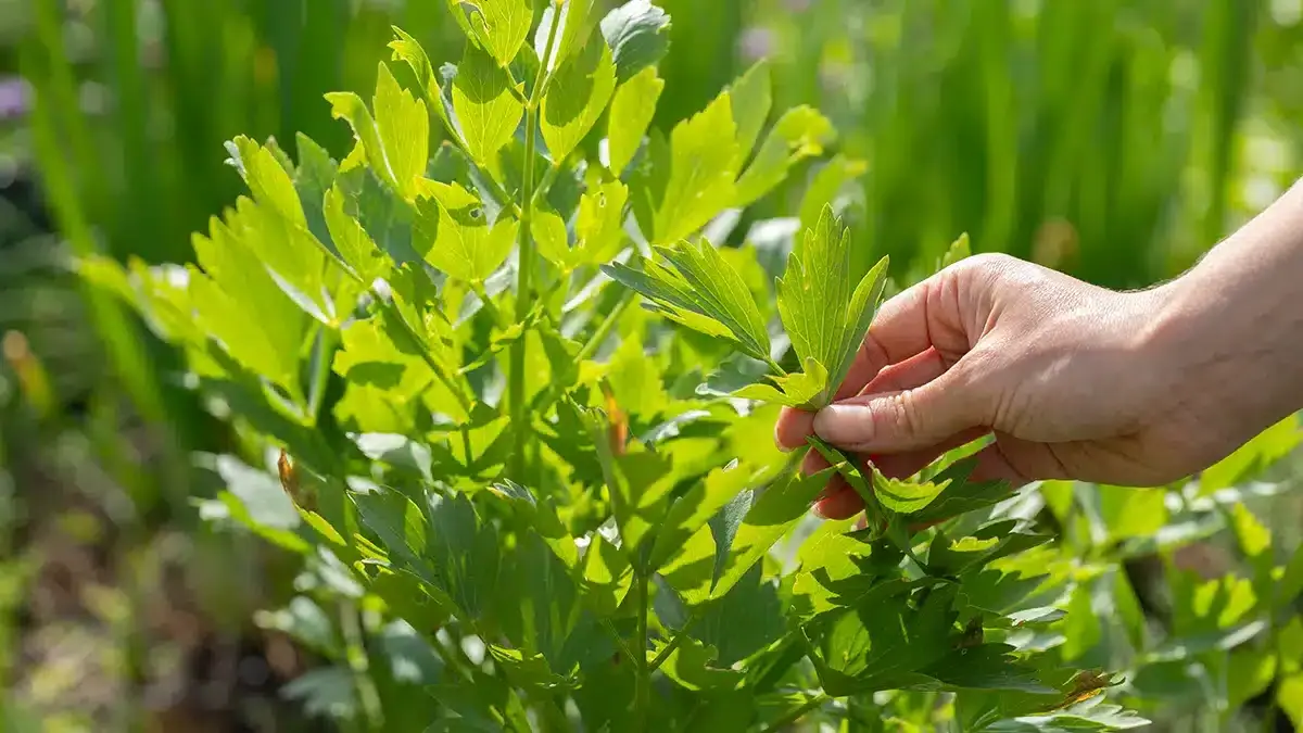 Maggikraut blüht Juni - darauf sollte man jetzt achten