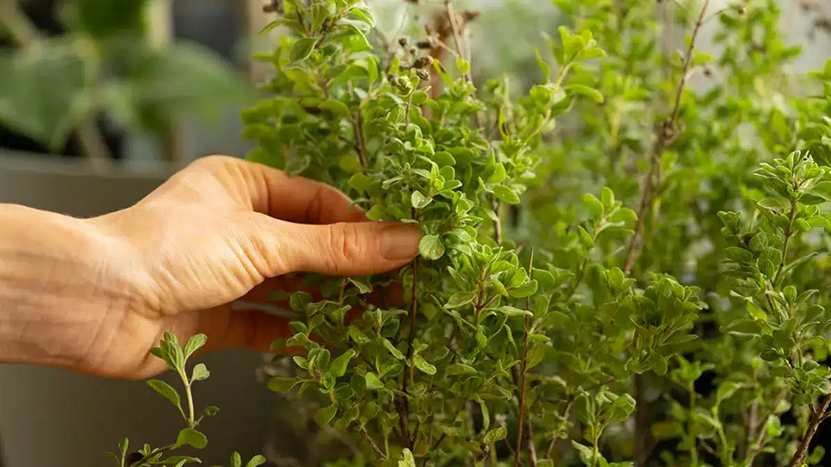 Frischer Majoran im Topf, der im November für die Überwinterung hereingeholt wird