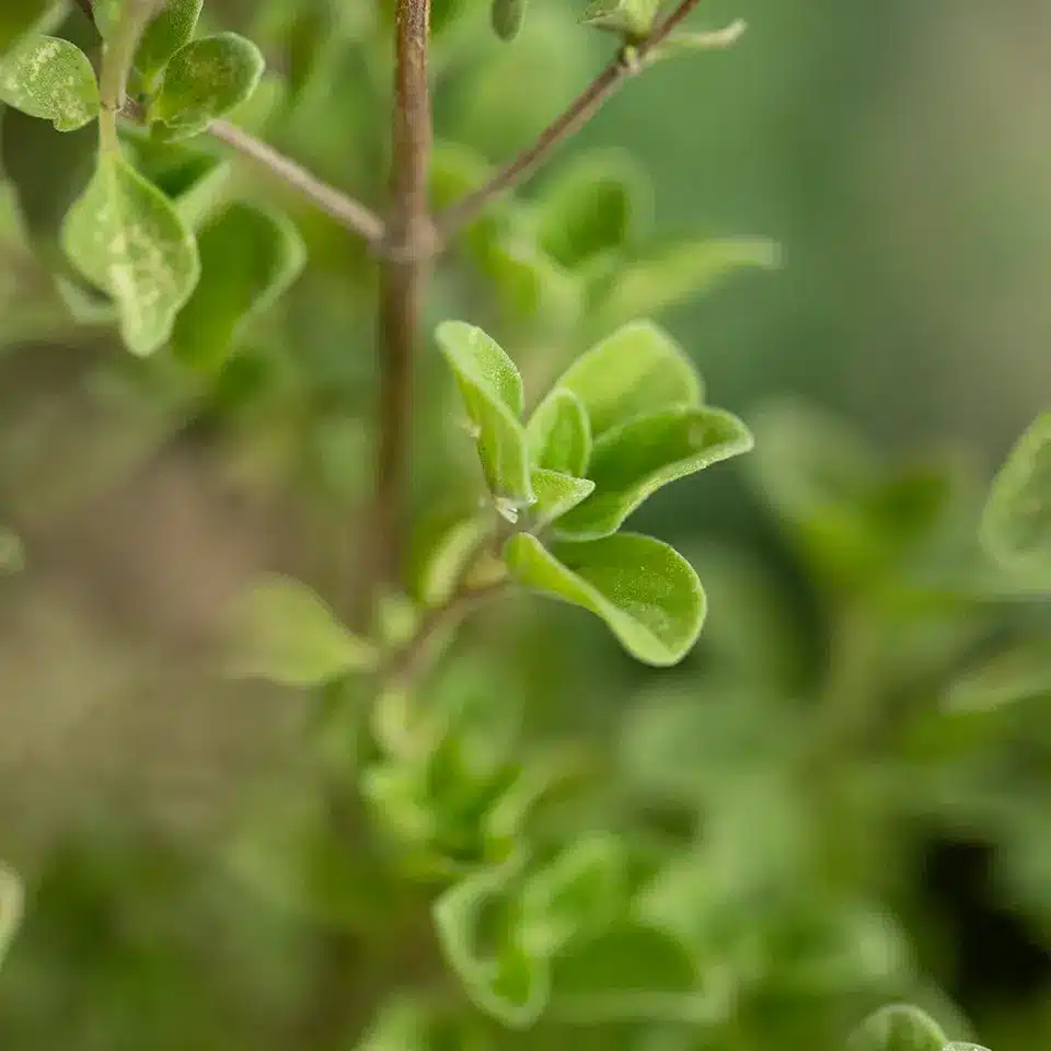 Majoran richtig überwintern