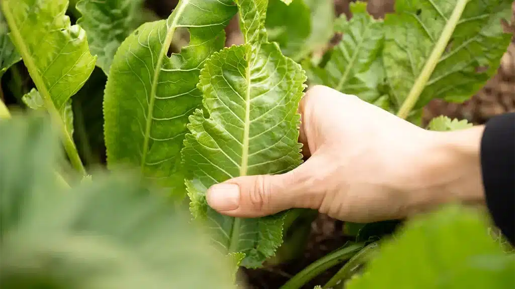 Hand erntet frischen Meerrettich im Garten im Dezember