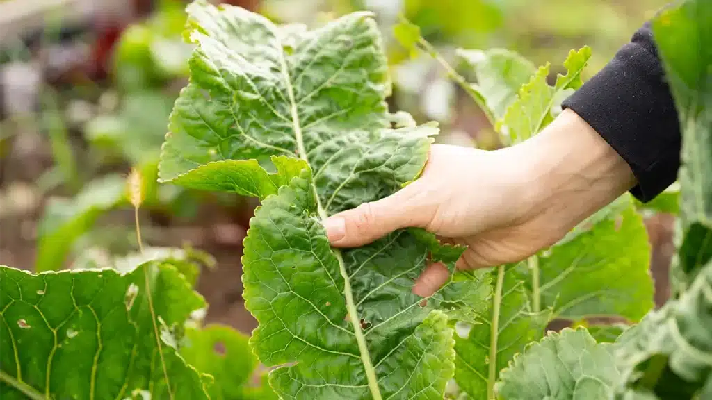 Frischer Meerrettich wird im Garten im November geerntet – natürliche Heilwurzel mit antibakterieller Wirkung