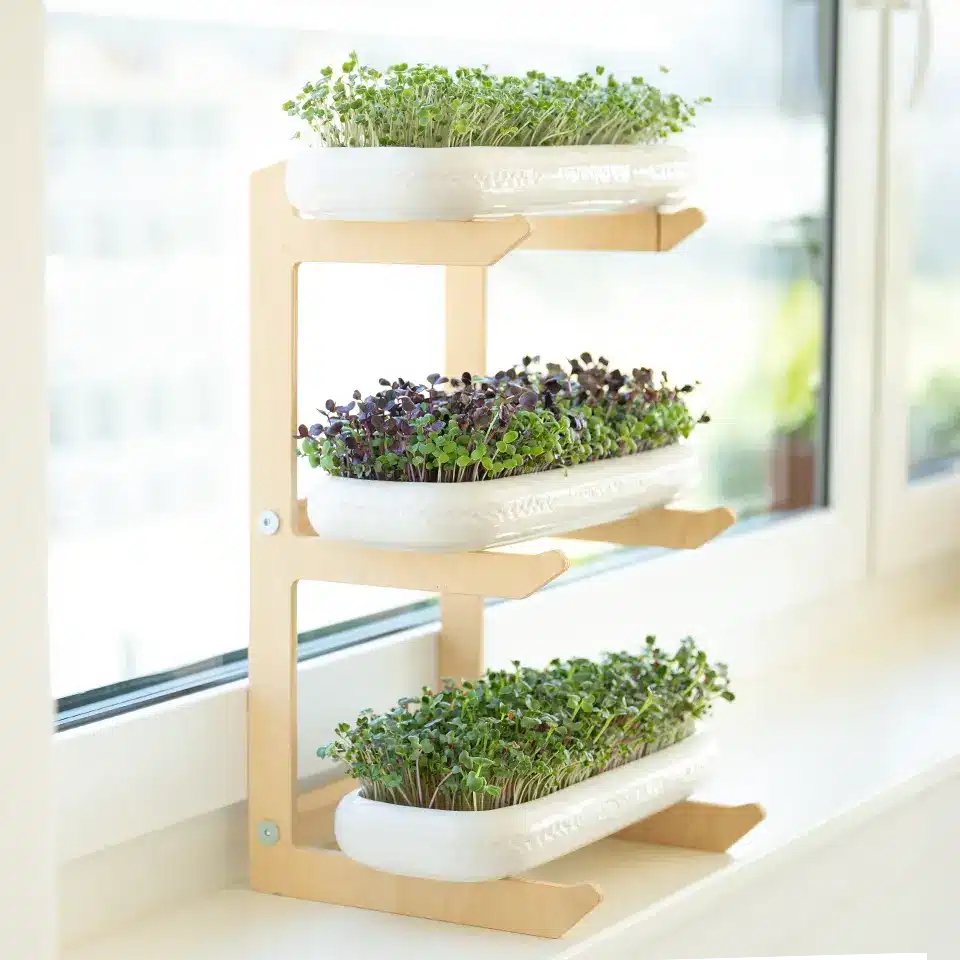 Microgreens auf der Fensterbank
