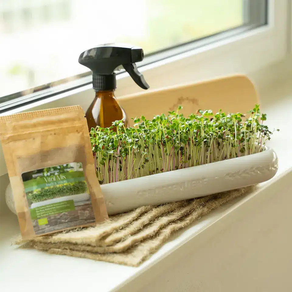Microgreens auf der Fensterbank