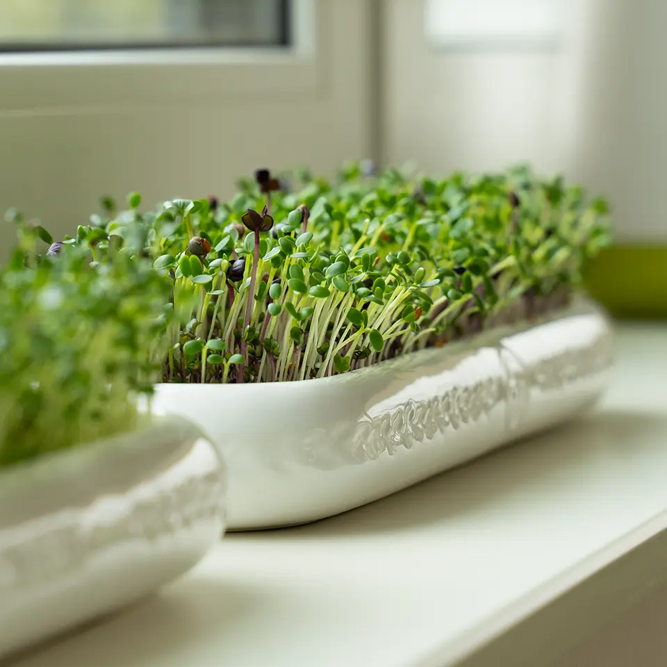 Radieschen Microgreens auf der Fensterbank