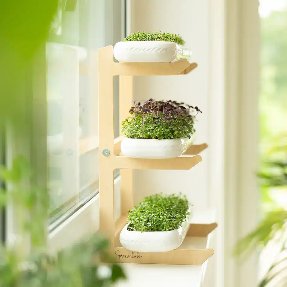 Microgreens im Oktober