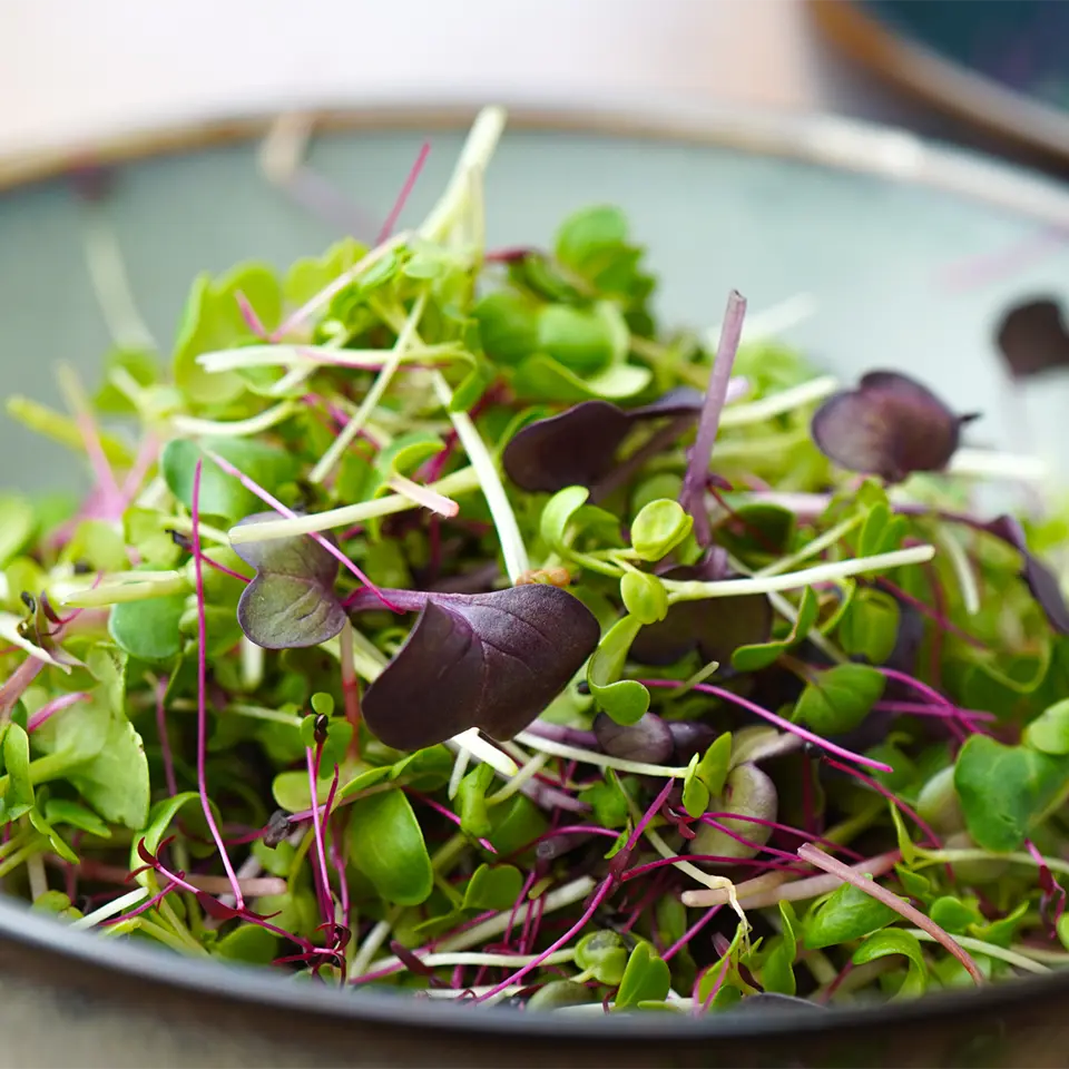 Microgreens im Winter anbauen
