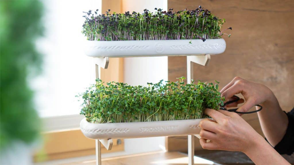 Microgreens einfach zu Hause anbauen