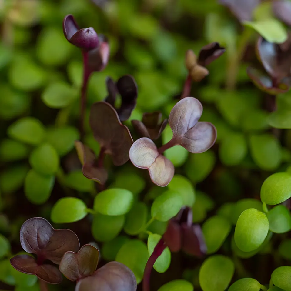 Mini Gemüse wächst im Winter