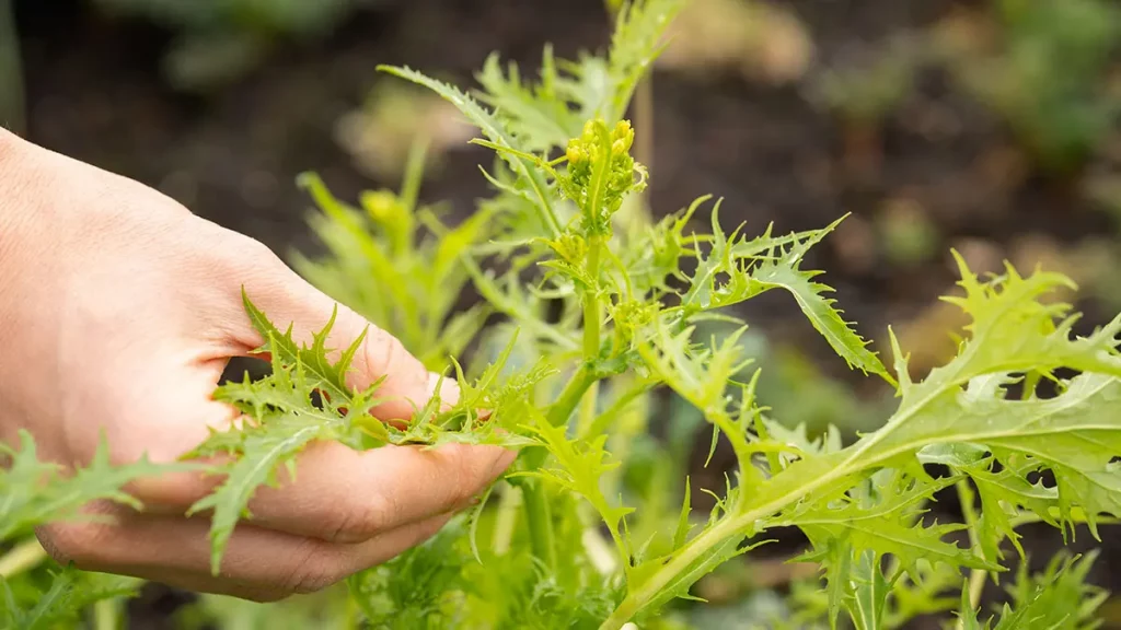 Mizuna Salat im März ernten – schnell wachsender Asiasalat im Garten