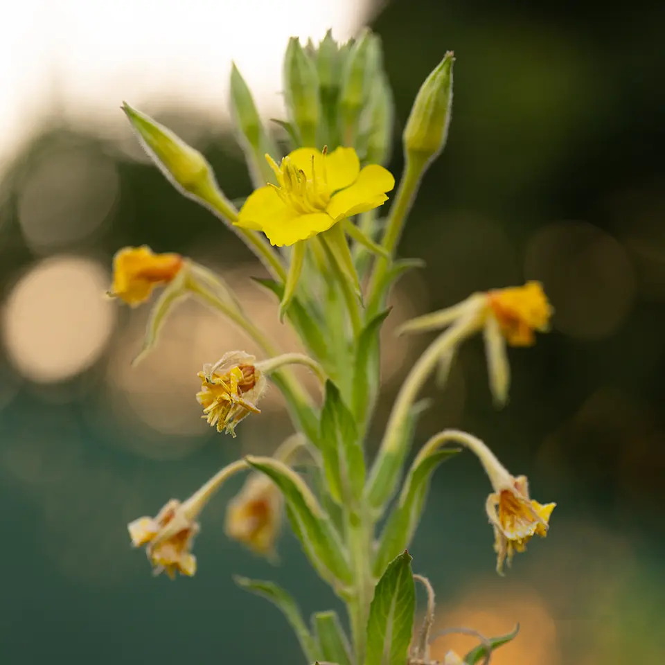 Blüte der Nachtkerze