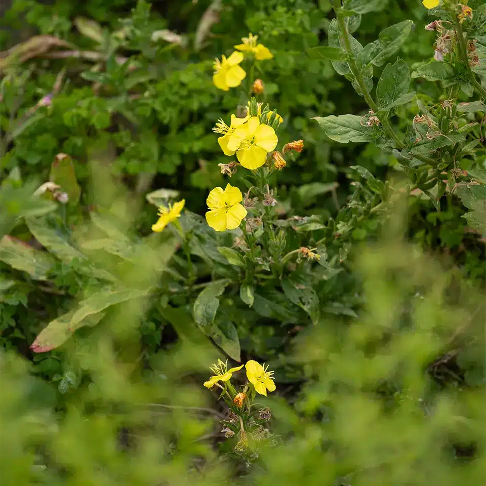 Heilpflanze des Jahres 2026