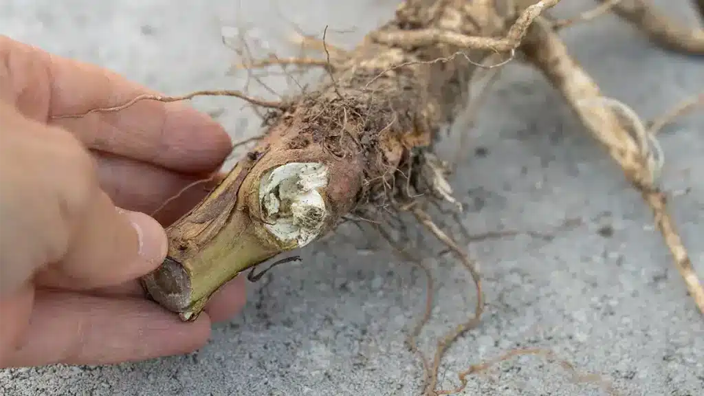 Frisch ausgegrabene Nachtkerzenwurzel im Dezember, gehalten in der Hand – essbares Wurzelgemüse aus der Wildpflanze.