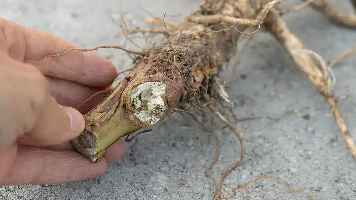 Frisch ausgegrabene Nachtkerzenwurzel im Dezember, gehalten in der Hand – essbares Wurzelgemüse aus der Wildpflanze.