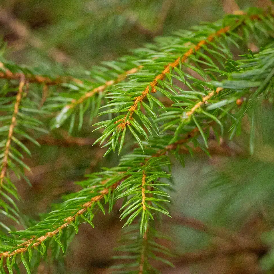 Die Nadeln der Fichte erkennen