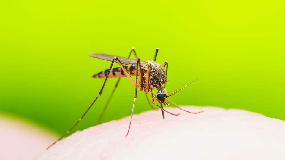 Natron hilft bei Mückenstichen