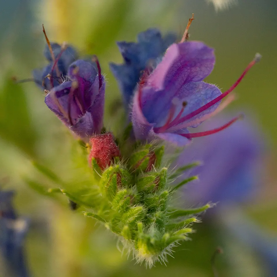 Blüte des Natternkopf