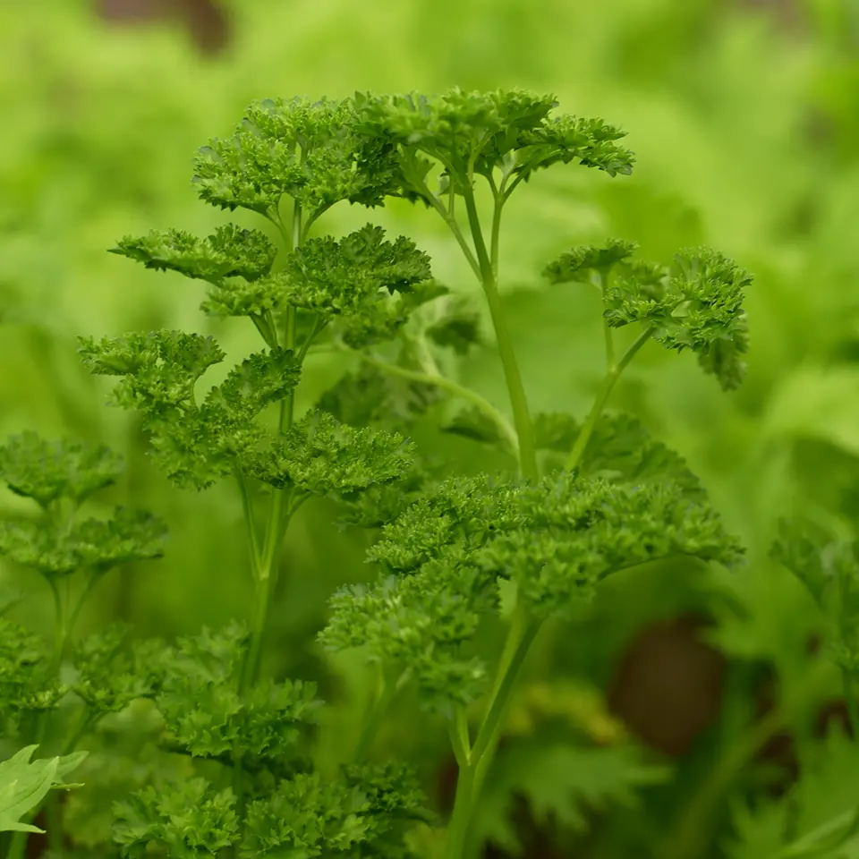 Petersilie wächst im Gewächshaus