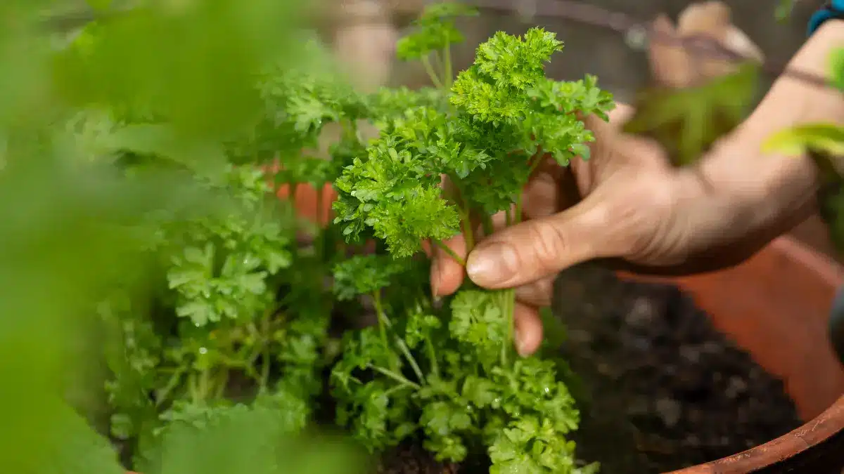 Petersilie sollte niemals am selben Ort gesät werden