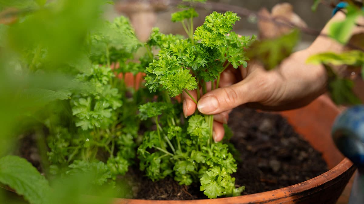 Petersilie wird giftig