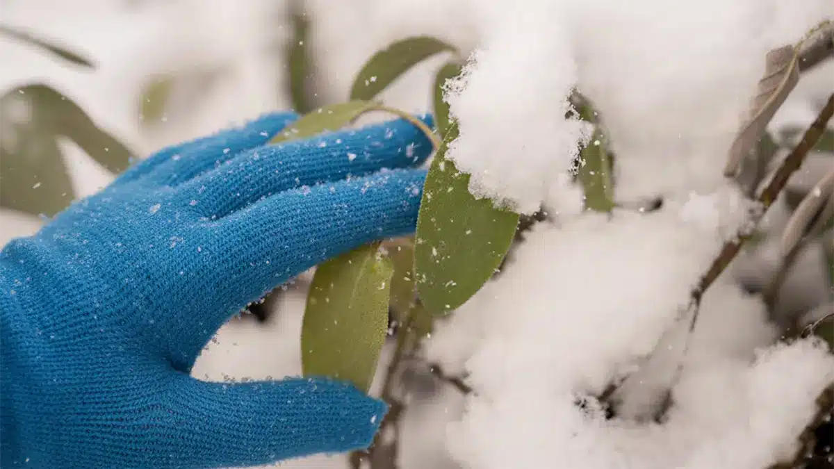 Hand mit blauem Handschuh, die im Dezember eine Pflanze von nassem Schnee befreit