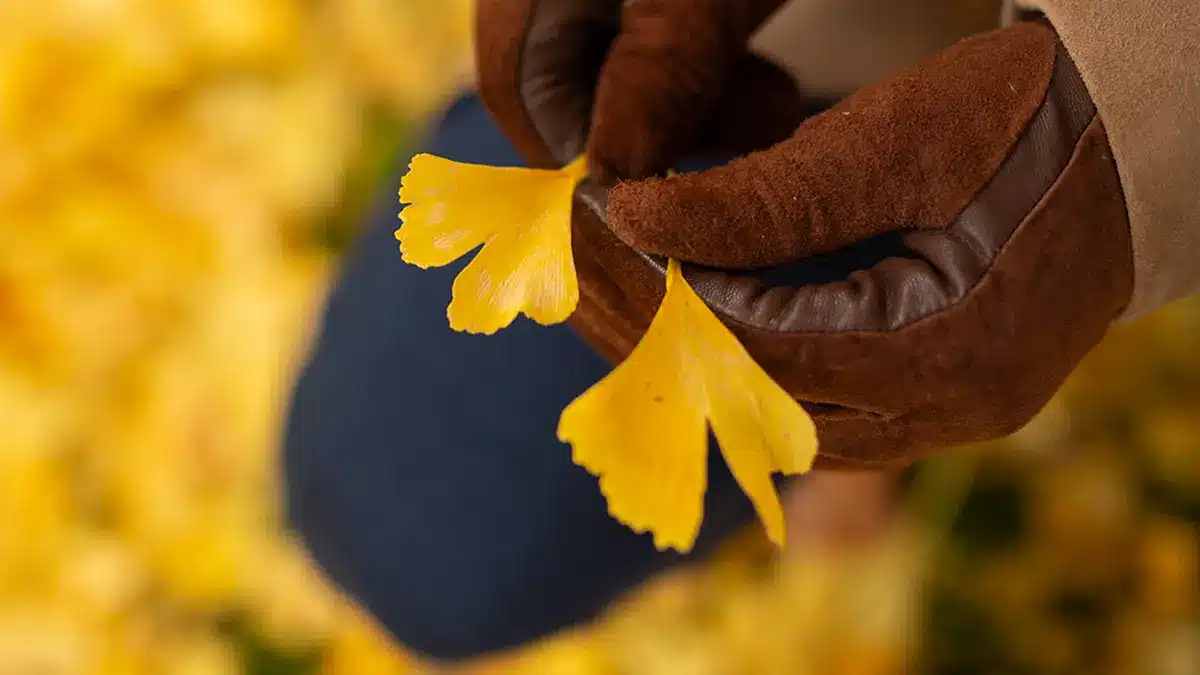 Ein Ginkgoblatt in einer Hand – Symbol für uralte Pflanzen, die schon zur Zeit der Dinosaurier existierten und heute in unseren Gärten wachsen.