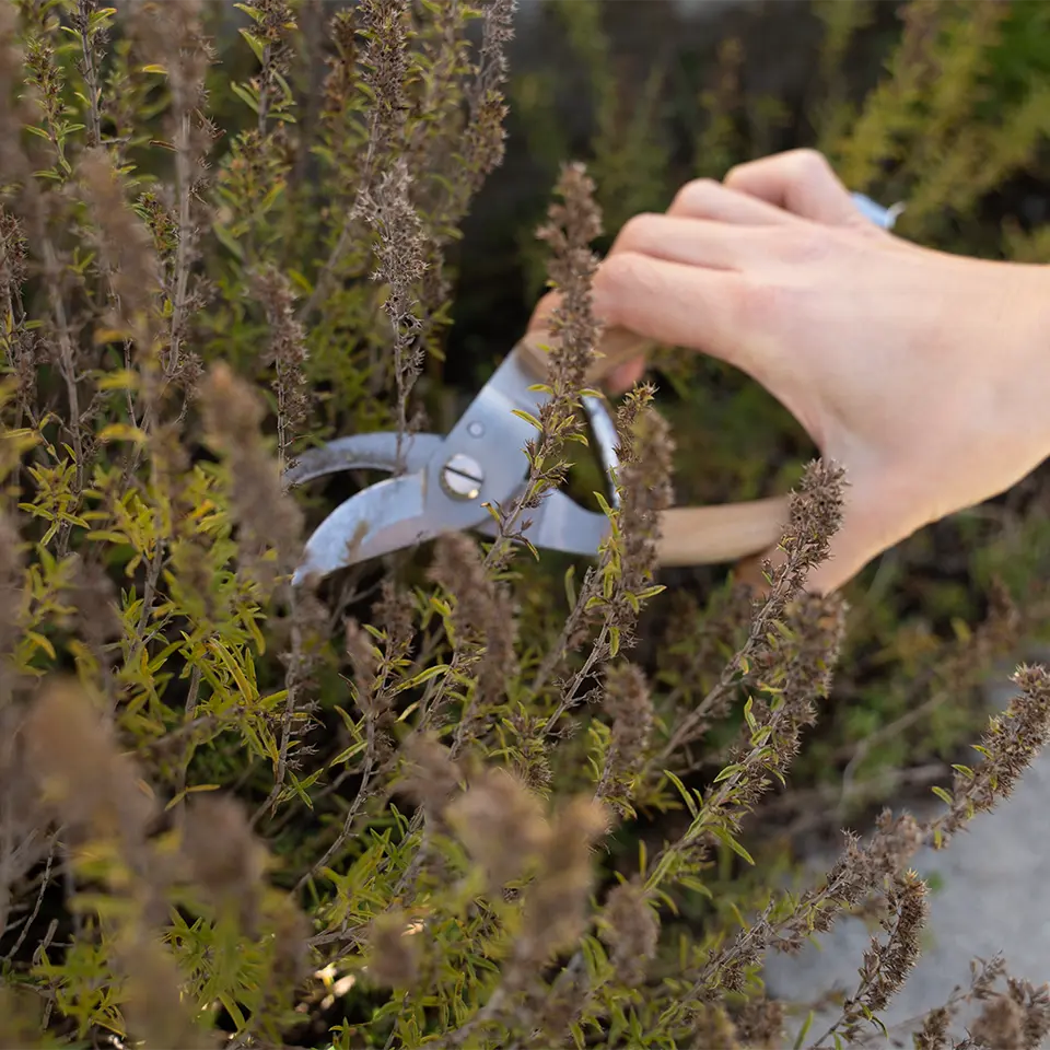 Pflanzen im Februar schneiden