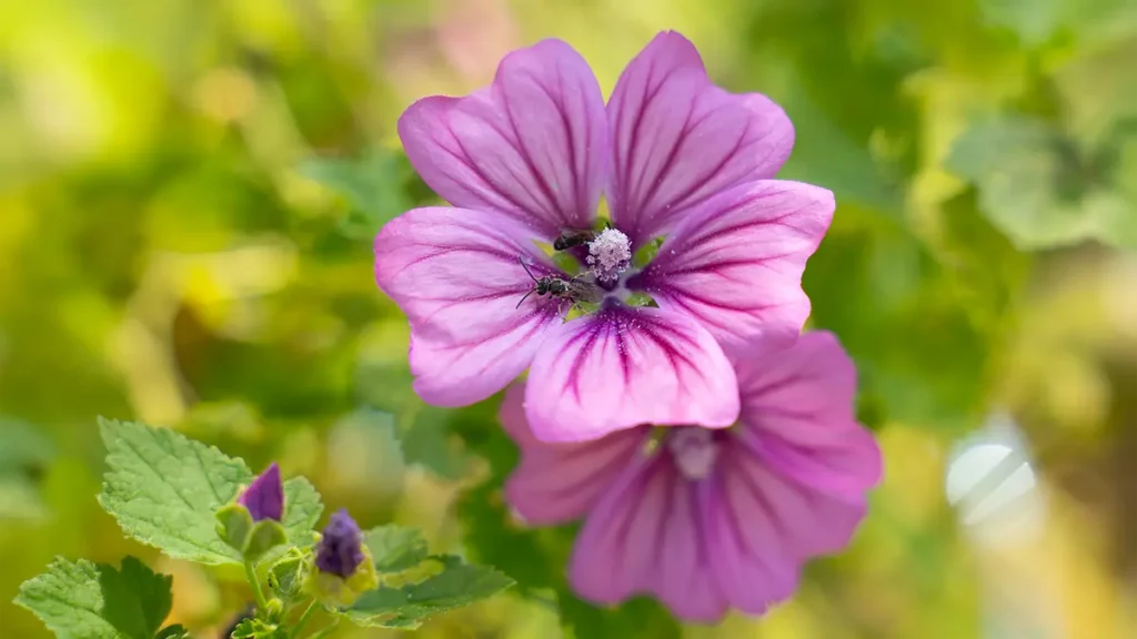 Wilde Malve gehört zu den Heilpflanzen, die man im März säen sollte