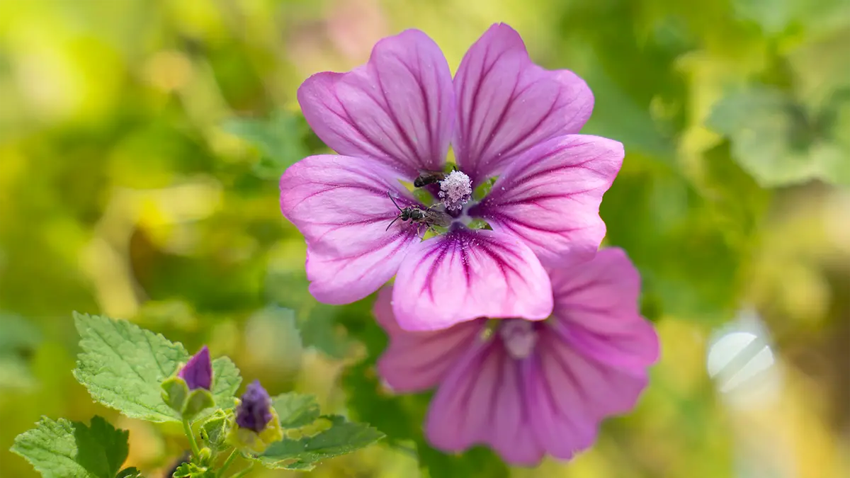 Wilde Malve gehört zu den Heilpflanzen, die man im März säen sollte