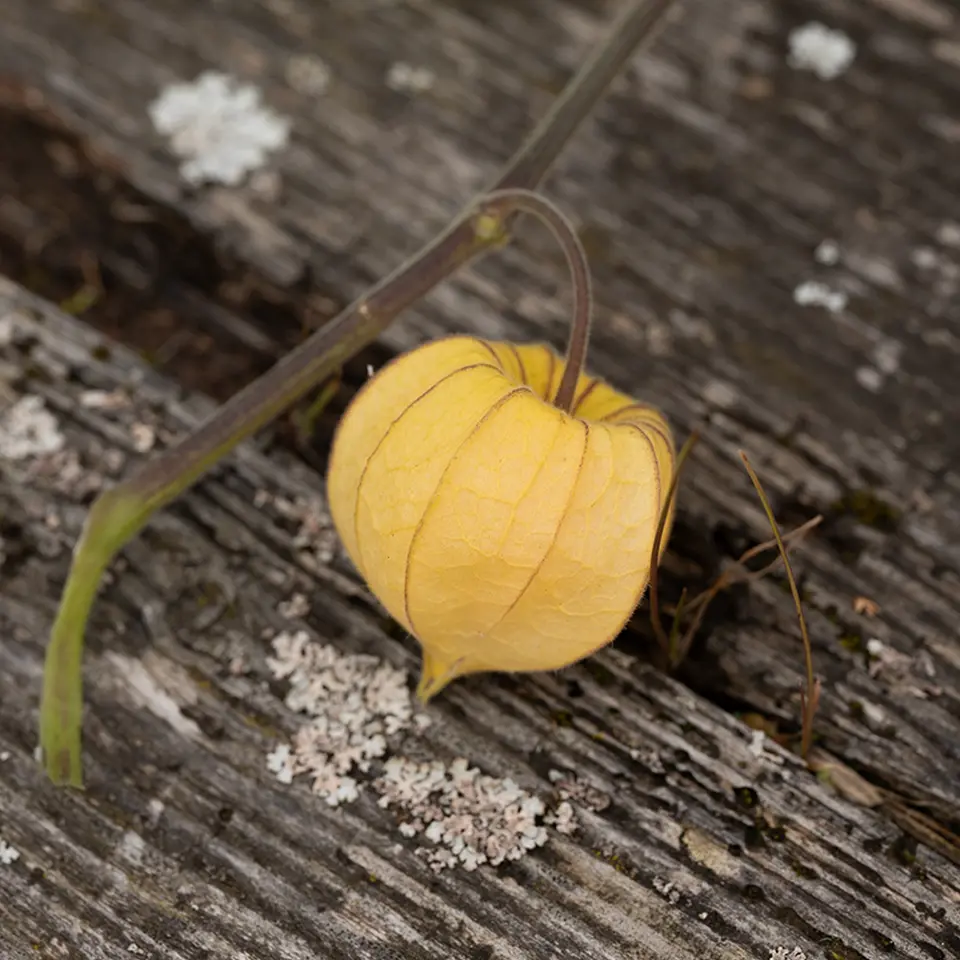 Physalis Frucht im Herbst