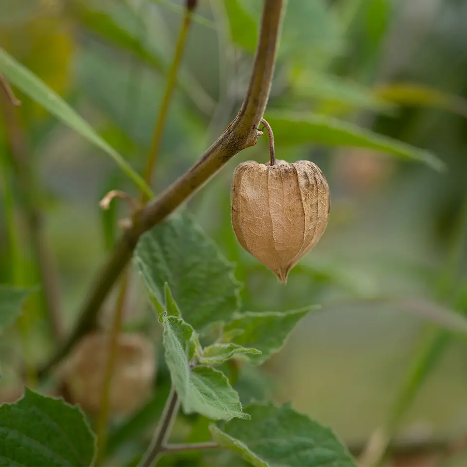 Physalis im Garten