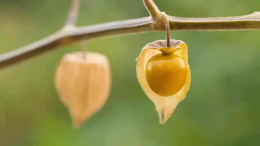Reife Physalis im September ernten – goldgelbe Früchte im Lampion auf dem Balkon