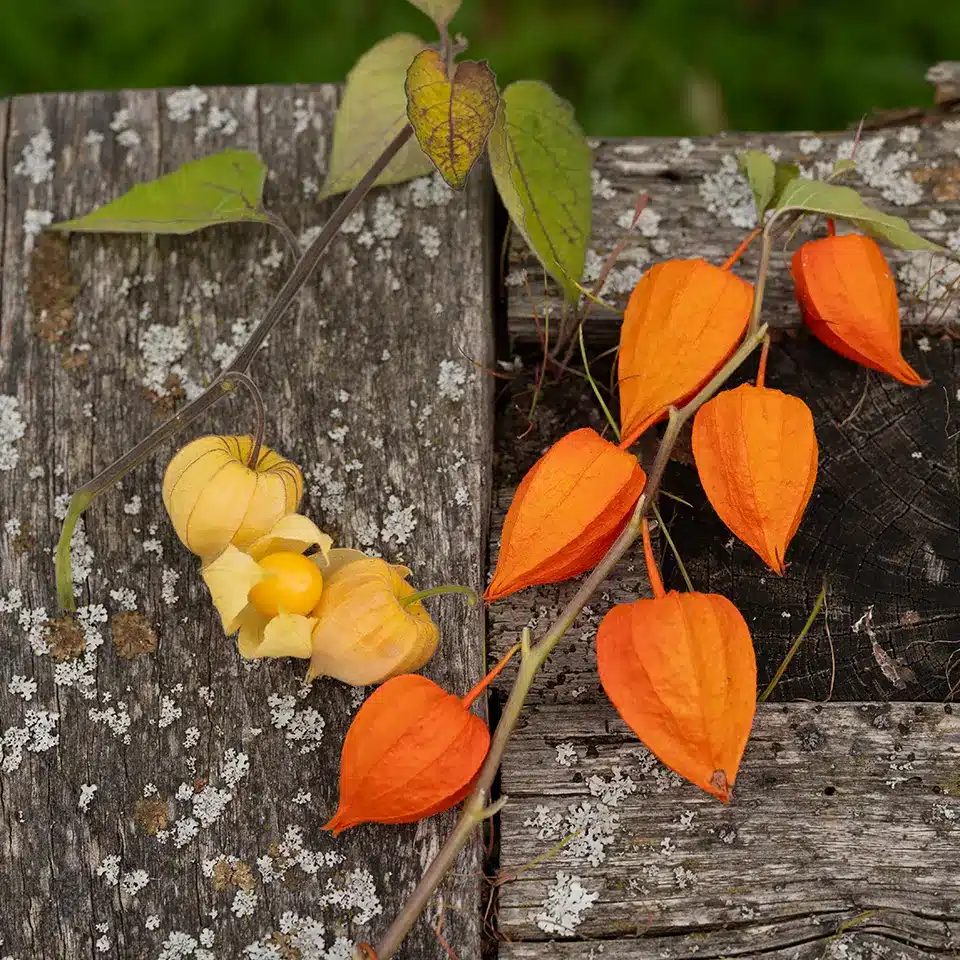 Physalis und Lampionblume im Vergleich