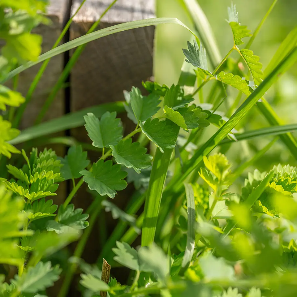 Blätter der Pimpinelle