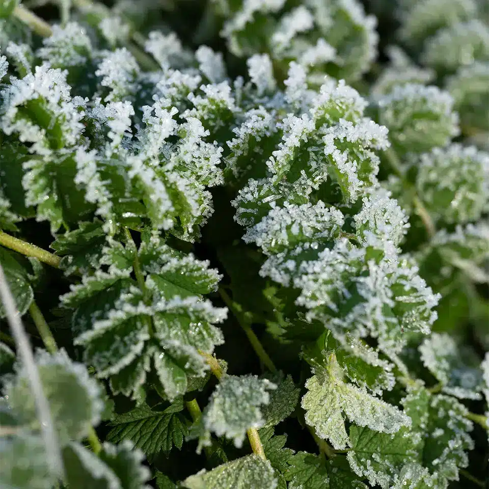 Pimpinelle im Dezember