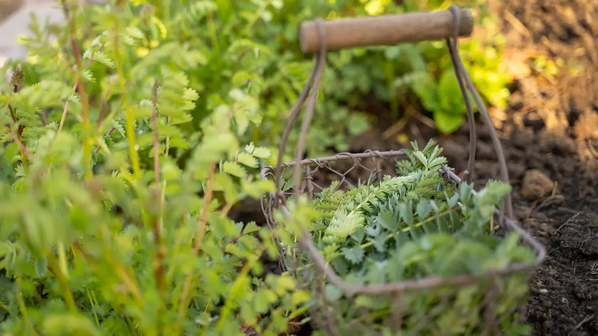 Frisch geerntete Pimpinelle im März – essbares Wildkraut aus dem Garten im Korb gesammelt