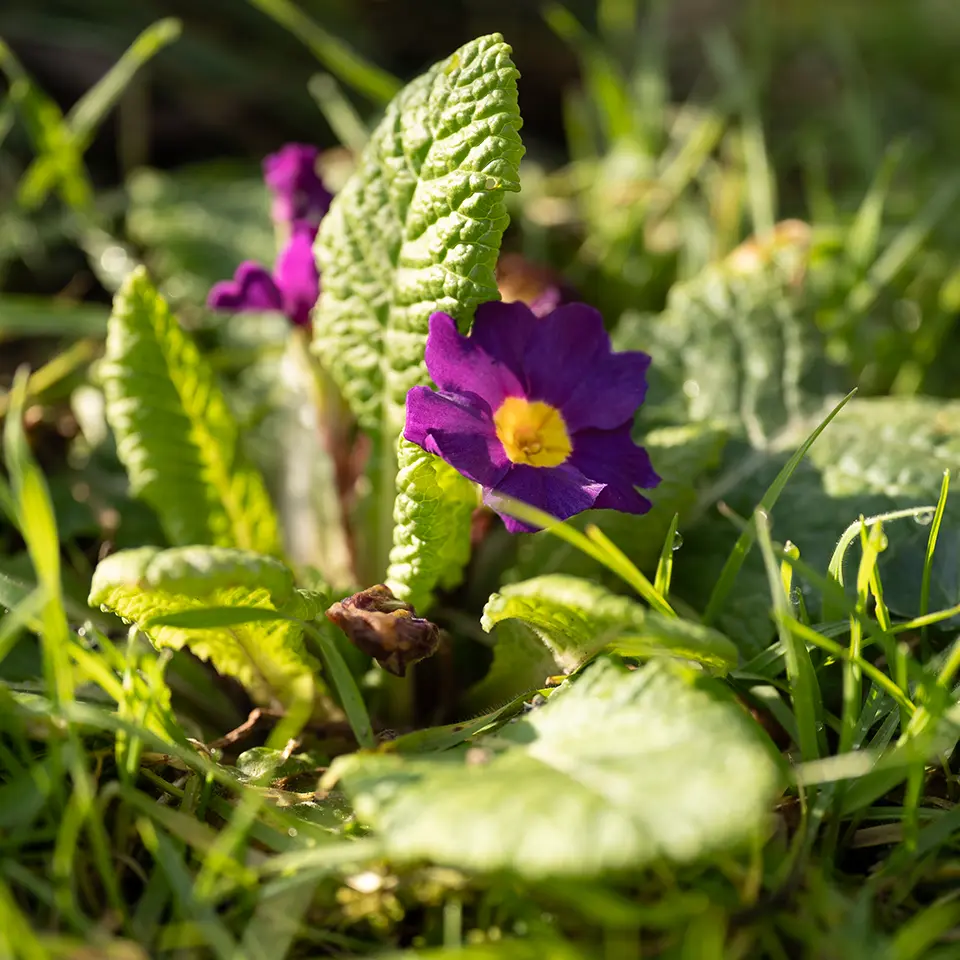 Primel im Garten