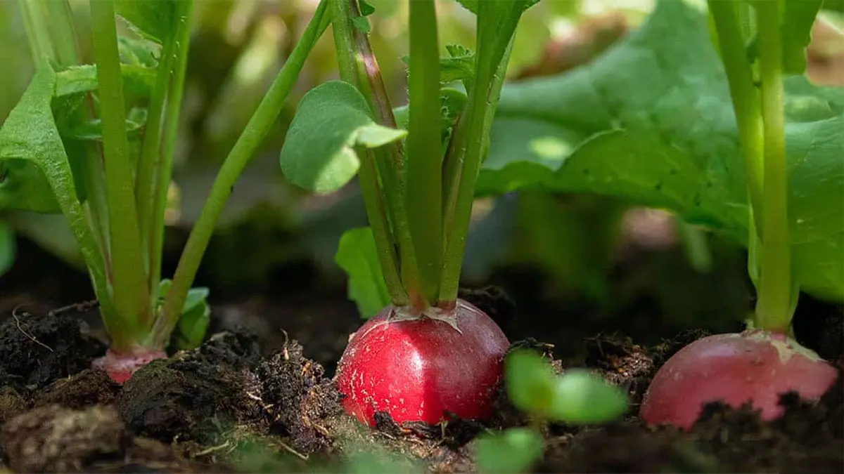 Radieschen im Beet mit frischen grünen Radieschenblättern im Frühling