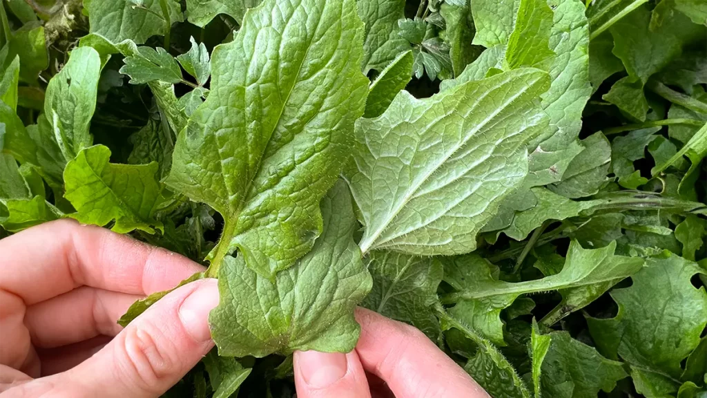 Rainkohl schmeckt im Mai milder als Spinat