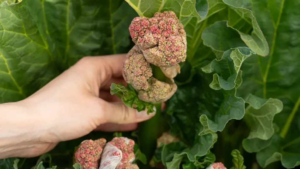 Rhabarber-Blütenstängel mit dickem Knospenkopf im Mai – so erkennst du die beginnende Rhabarberblüte